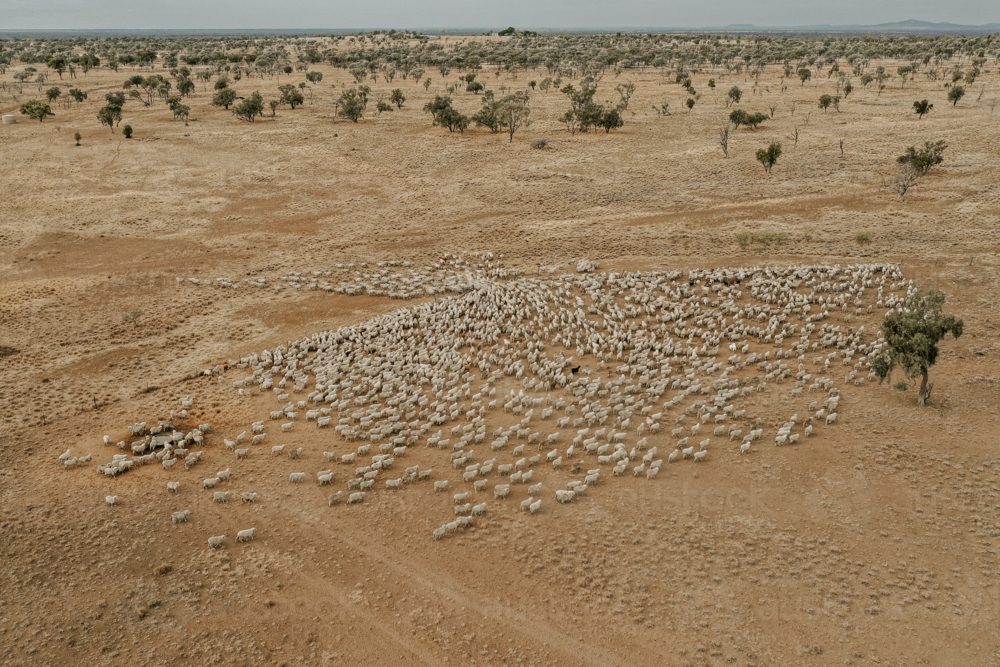 Aerial view of flock of sheep gathered on a dry open field - Australian Stock Image