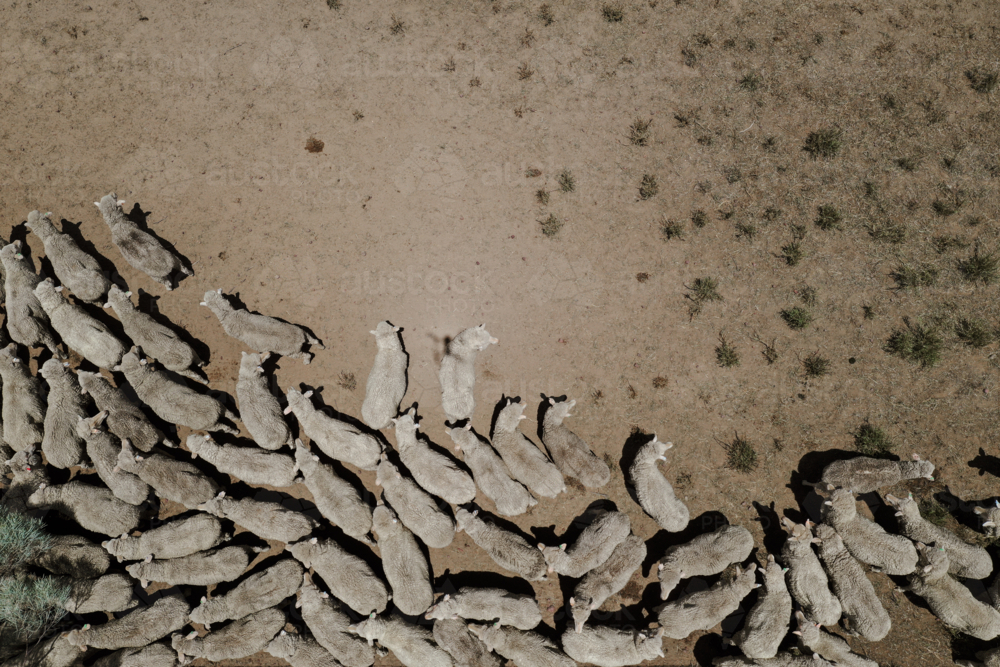 Aerial view of flock of sheep gathered on a dry open paddock - Australian Stock Image