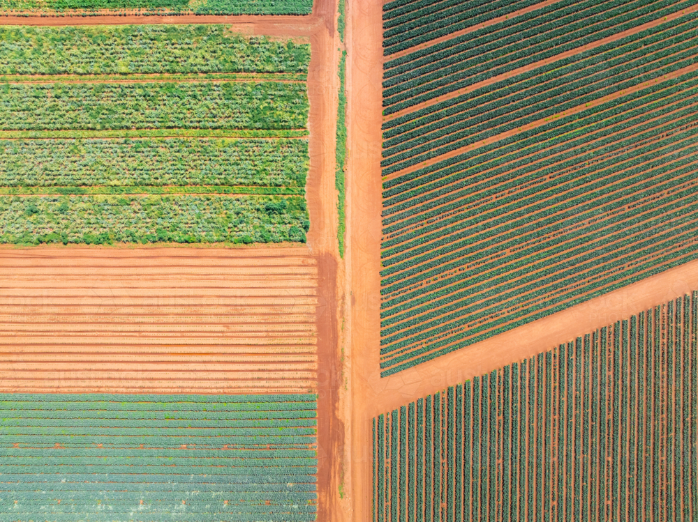 Aerial view of geometric patterns and rows of a market garden's crops - Australian Stock Image