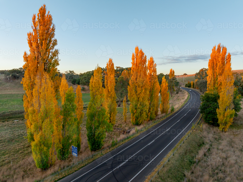 Aerial view of golden evening light on rows of golden poplar trees along a roadside - Australian Stock Image