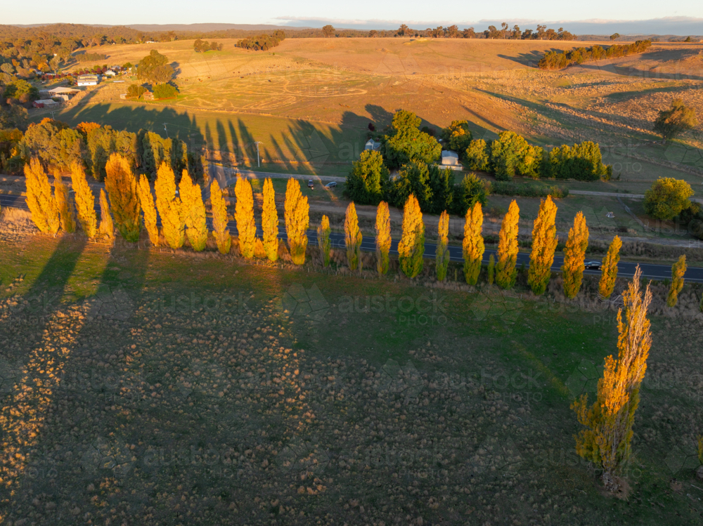 Aerial view of golden poplar trees catching golden evening sunshine and casting shadows on farmland - Australian Stock Image