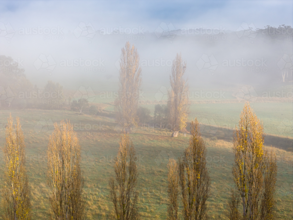 Aerial view of golden poplars trees on foggy farmland - Australian Stock Image