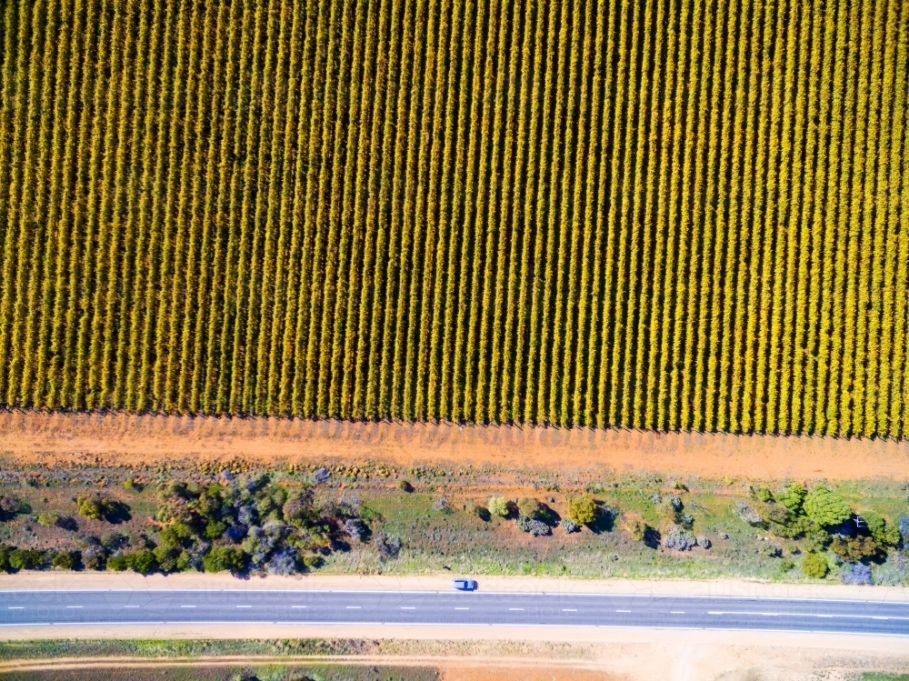 Aerial view of grape vines in autumn colours - Australian Stock Image