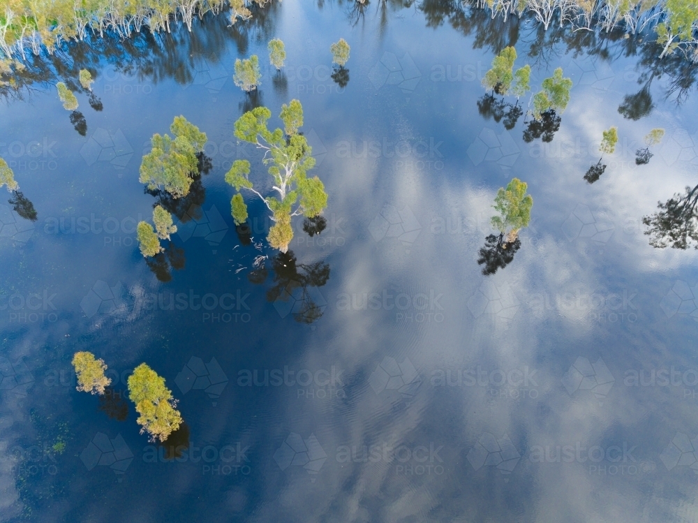 Aerial view of gum trees and flooded farmland with reflections of the sky above - Australian Stock Image