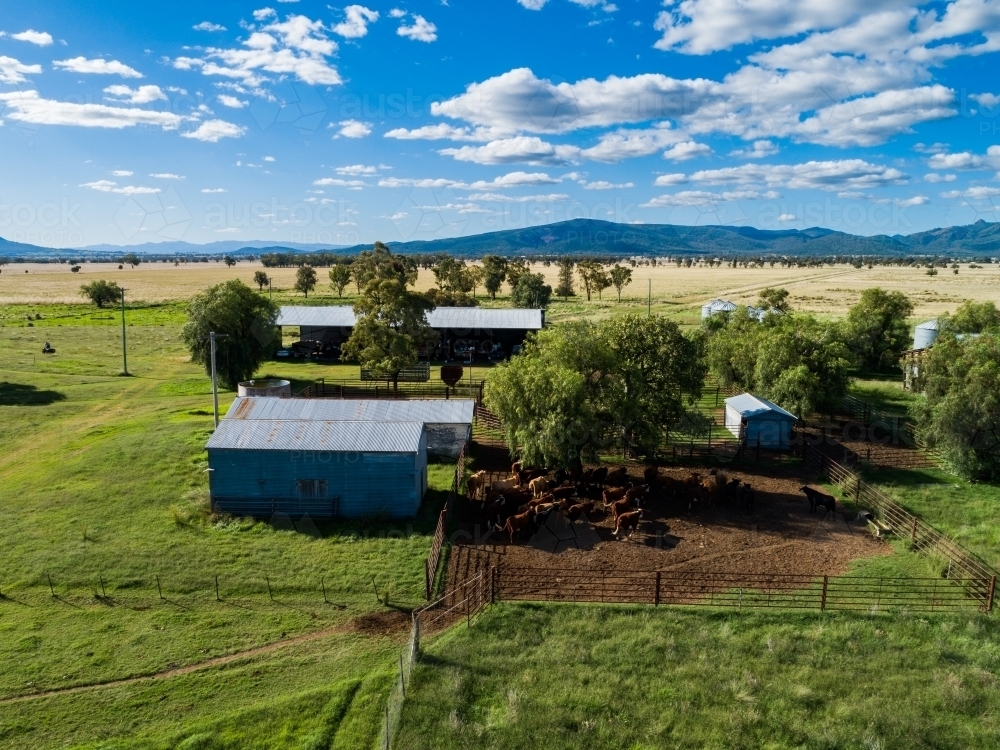 Aerial view of herd of beef cattle on Aussie farm under tree in cattle yard - Australian Stock Image