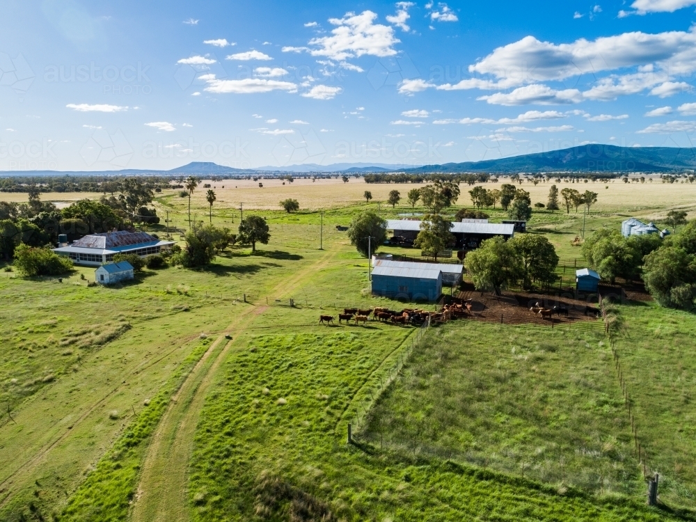Aerial view of herd of beef cattle on Aussie farm walking into stock yards - Australian Stock Image