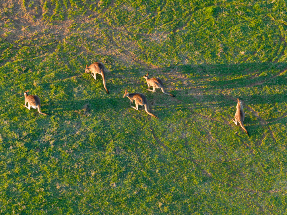 Aerial view of kangaroos in a green pddock in golden sunshine at Moama - Australian Stock Image