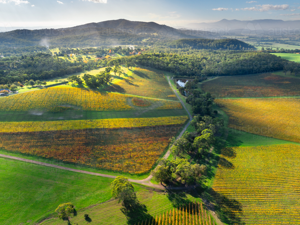 Aerial view of late sunshine on golden vineyards in a mountain valley - Australian Stock Image