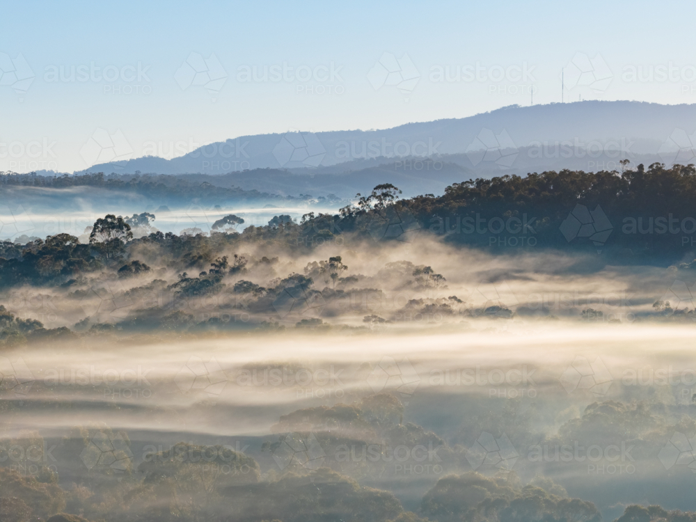 Image of Aerial view of layers of fog in a valley full of gum trees and ...