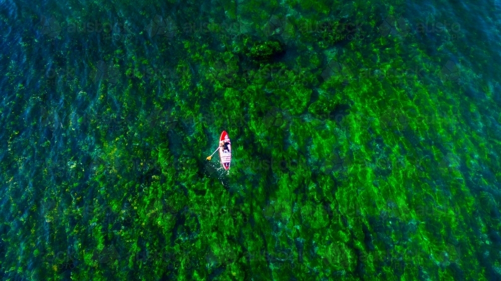 Aerial view of man riding a SUP standup paddle board at Sandon Point - Australian Stock Image