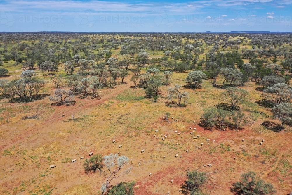 Aerial view of merino sheep in paddock - Australian Stock Image