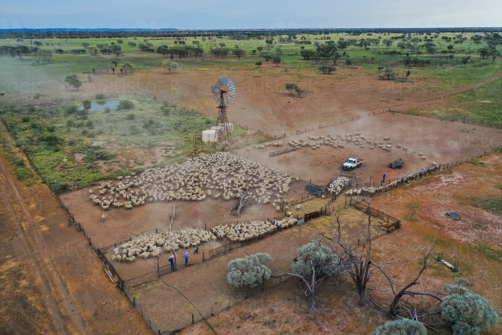 Aerial view of merino sheep mob in farm yards - Australian Stock Image