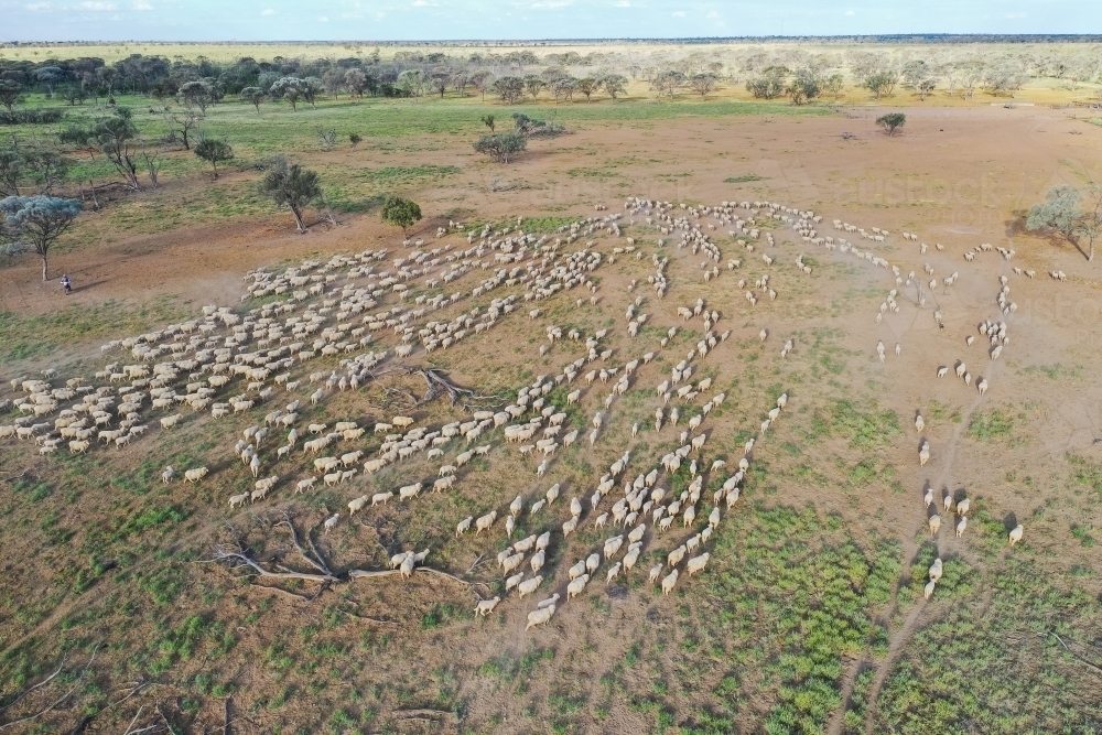 Aerial view of mob of merino sheep in wet paddock - Australian Stock Image