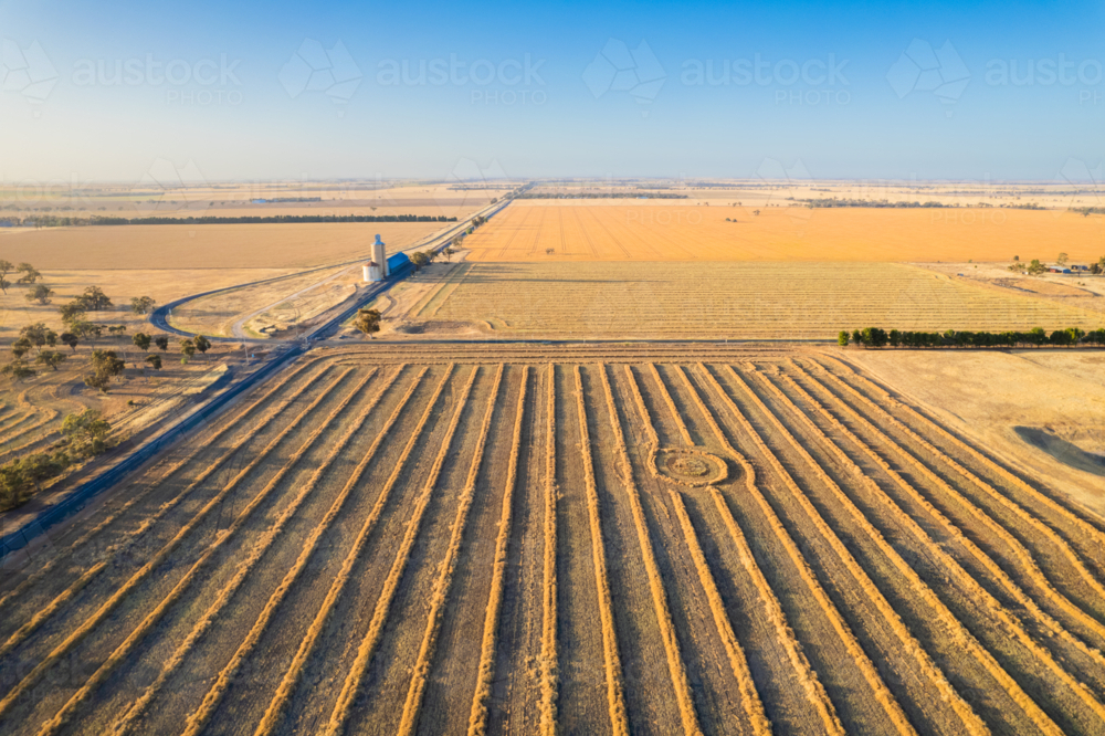 Aerial view of neatly arranged rows of harvested wheat crops. - Australian Stock Image