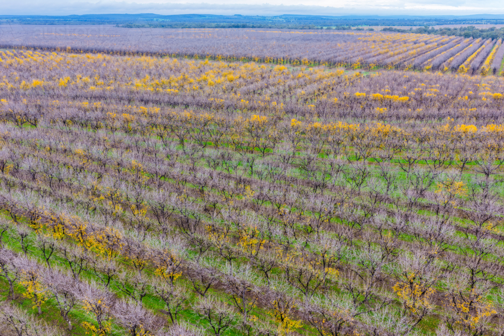 Aerial view of orderly rows of pecan trees in a productive orchard at Biniguy, NSW. - Australian Stock Image