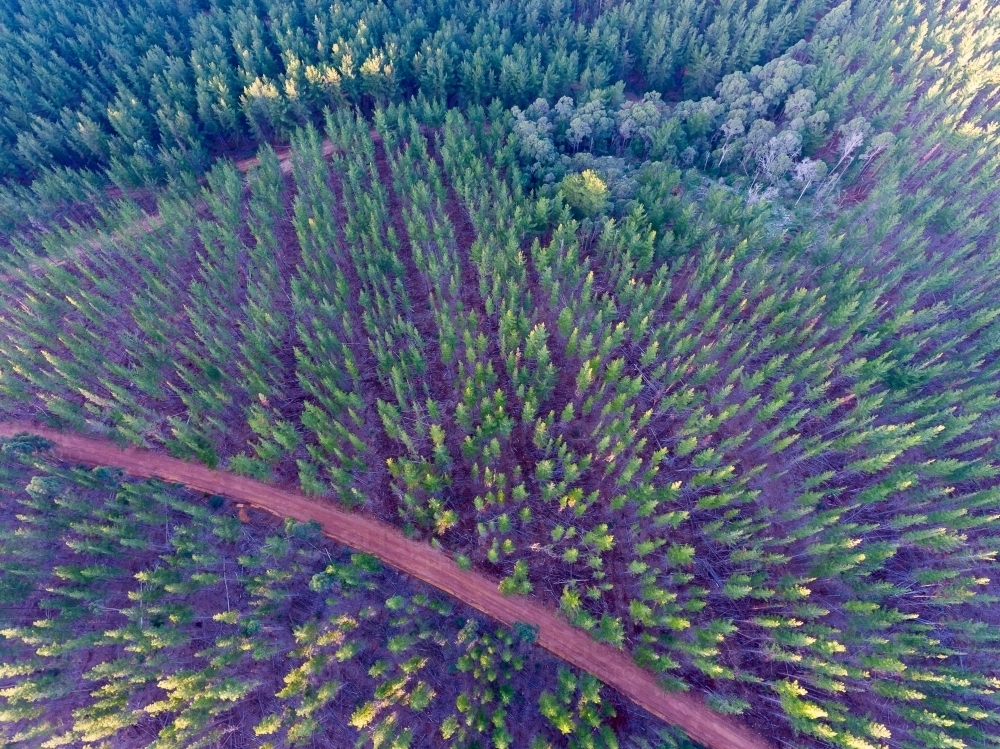 aerial view of pine forest with gravel road and a pocket of blue gums - Australian Stock Image