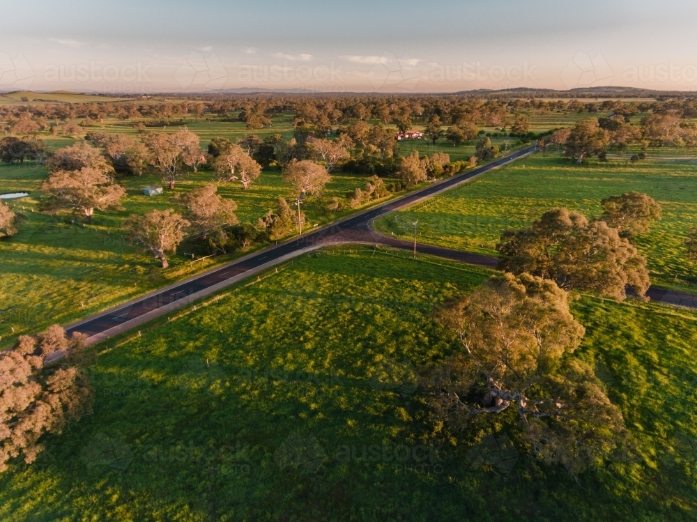 Aerial View of Red Gums on Farms - Australian Stock Image