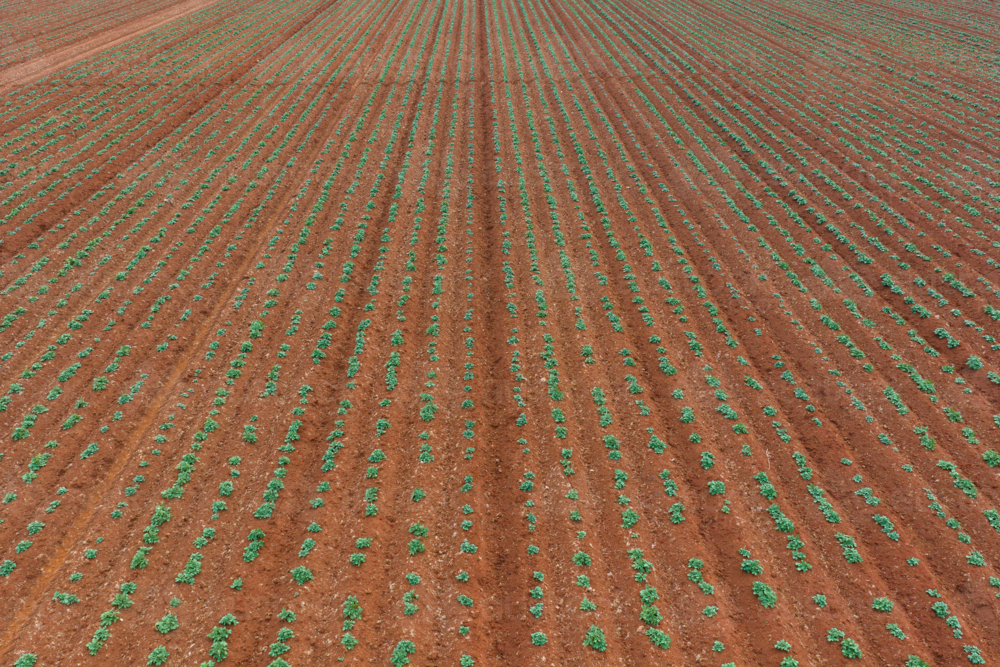 Image of Aerial view of rows of green plants in rich red soil ...