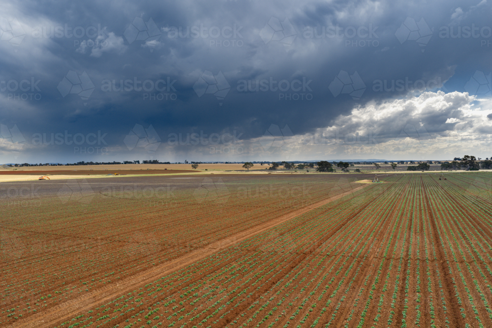 Image of Aerial view of rows of green plants in rich red soil under ...