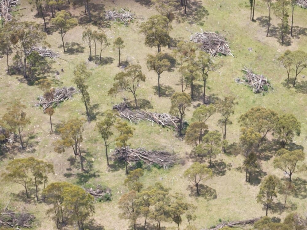 Aerial view of scattered gum trees amongst piles of fallen trees - Australian Stock Image