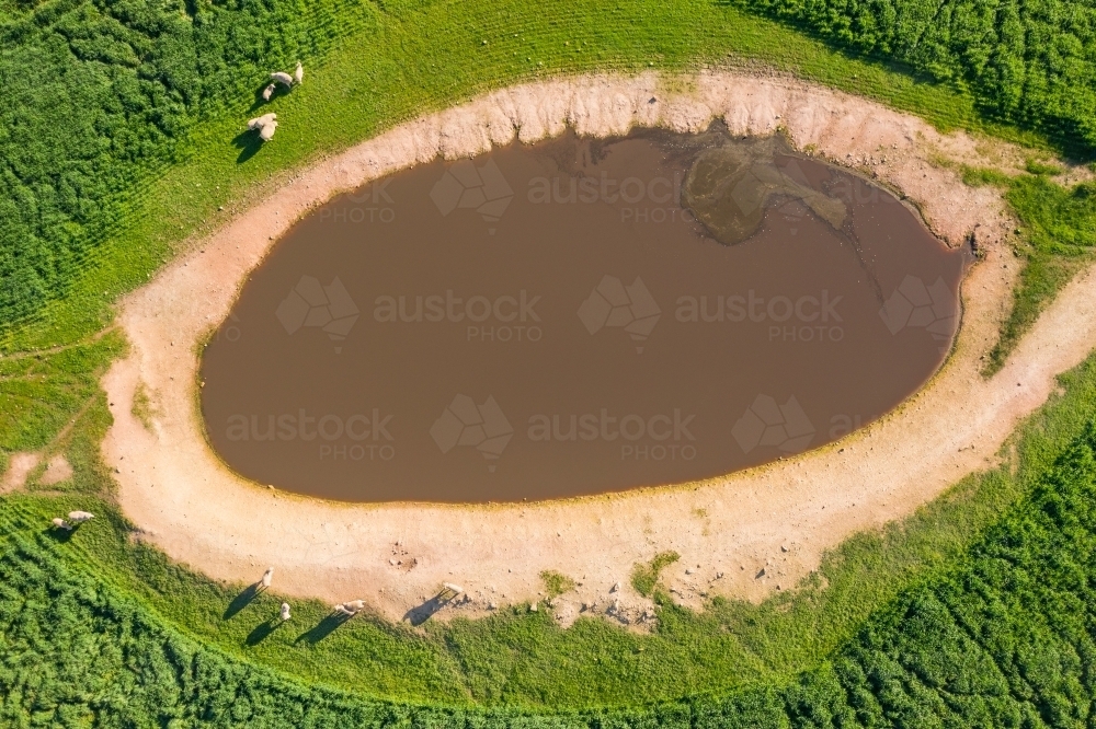 Aerial view of sheep around a farm dam in the middle of a green paddock - Australian Stock Image