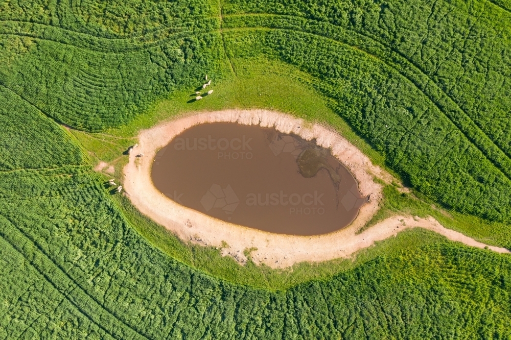 Aerial view of sheep around a farm dam in the middle of a green paddock - Australian Stock Image