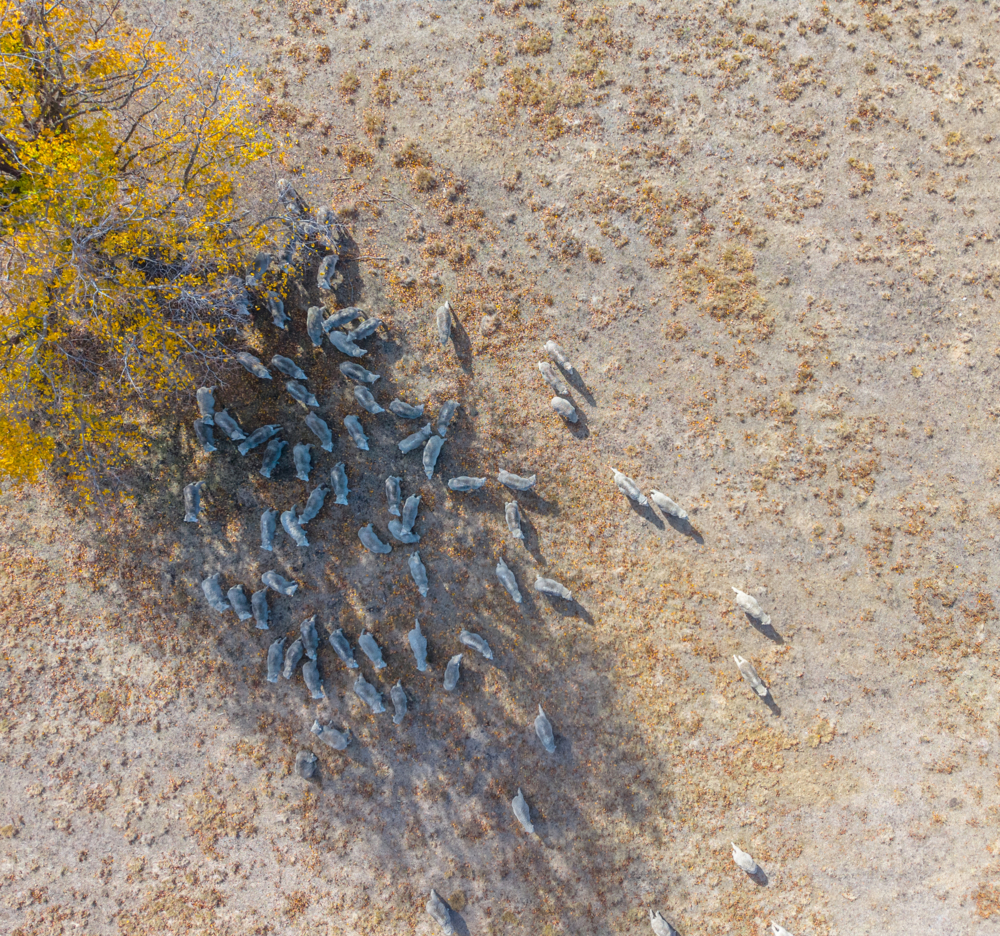 Aerial view of Sheep in a drought affected paddock - Australian Stock Image