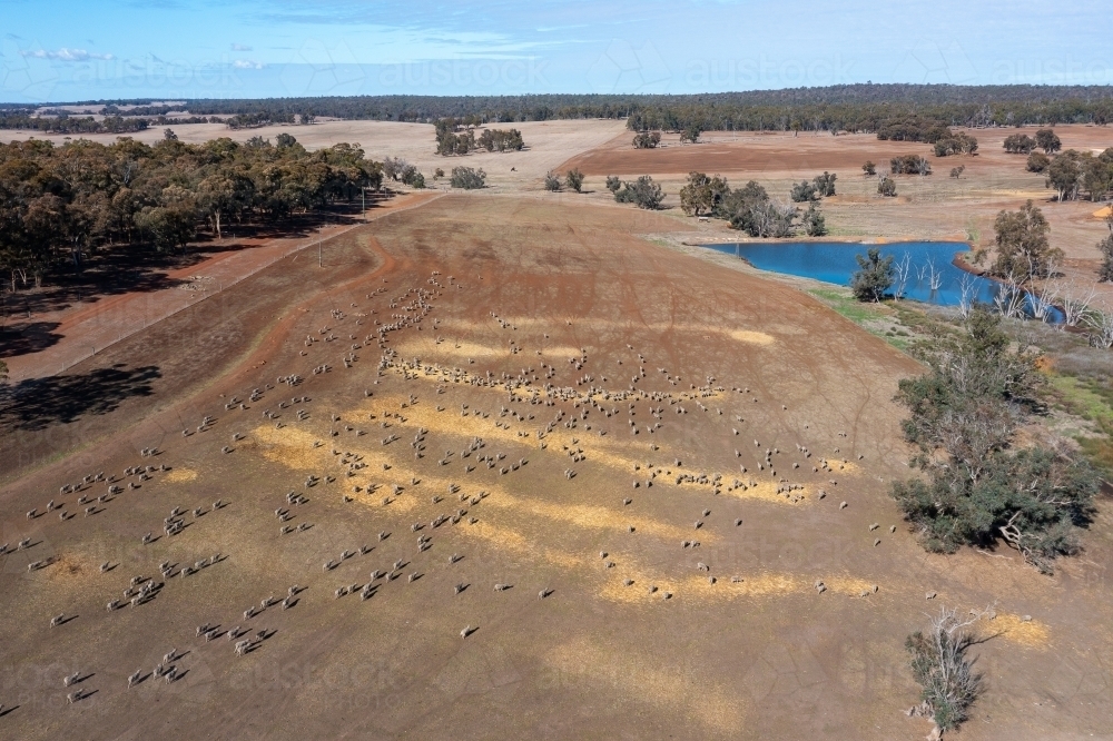 Aerial view of sheep in paddock with farmland in distance - Australian Stock Image
