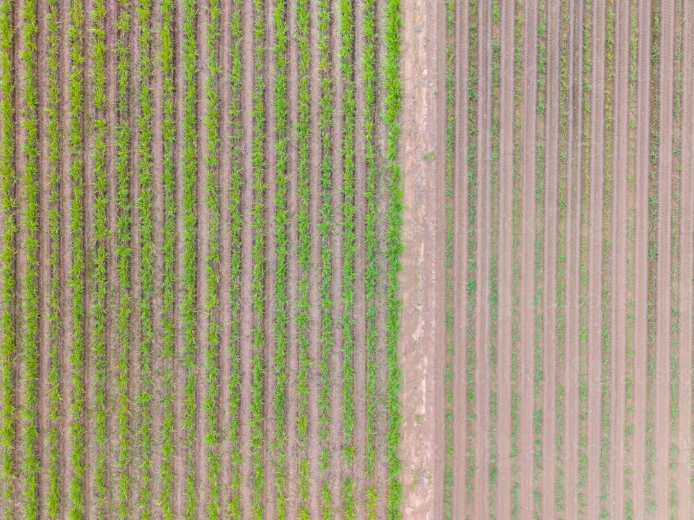Aerial view of Sugar Cane Farm - Australian Stock Image