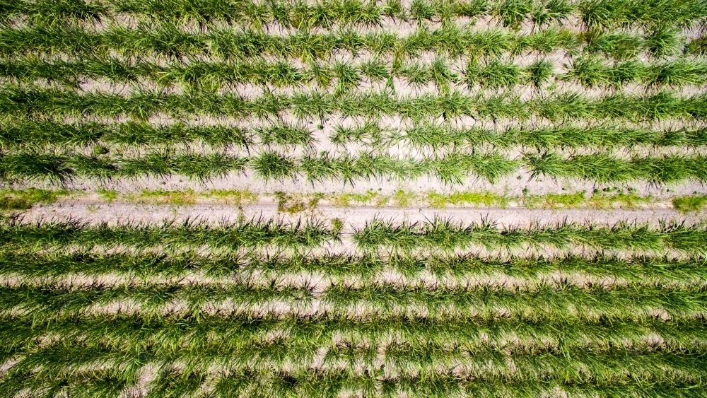 Aerial view of sugarcane plants growing on a farm on the Sunshine Coast of Queensland - Australian Stock Image
