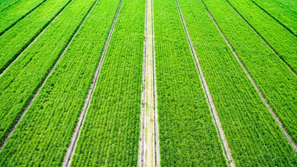 Aerial view of sugarcane plants growing on a farm on the Sunshine Coast of Queensland - Australian Stock Image