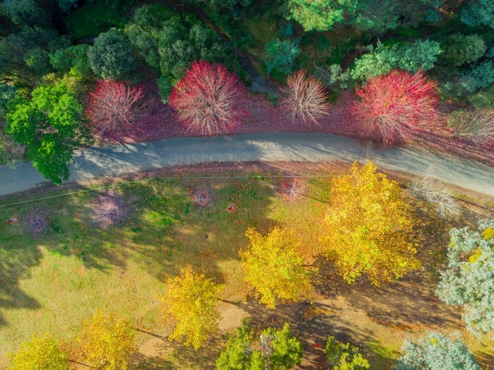Aerial view of treetops with colourful Autumn foliage - Australian Stock Image