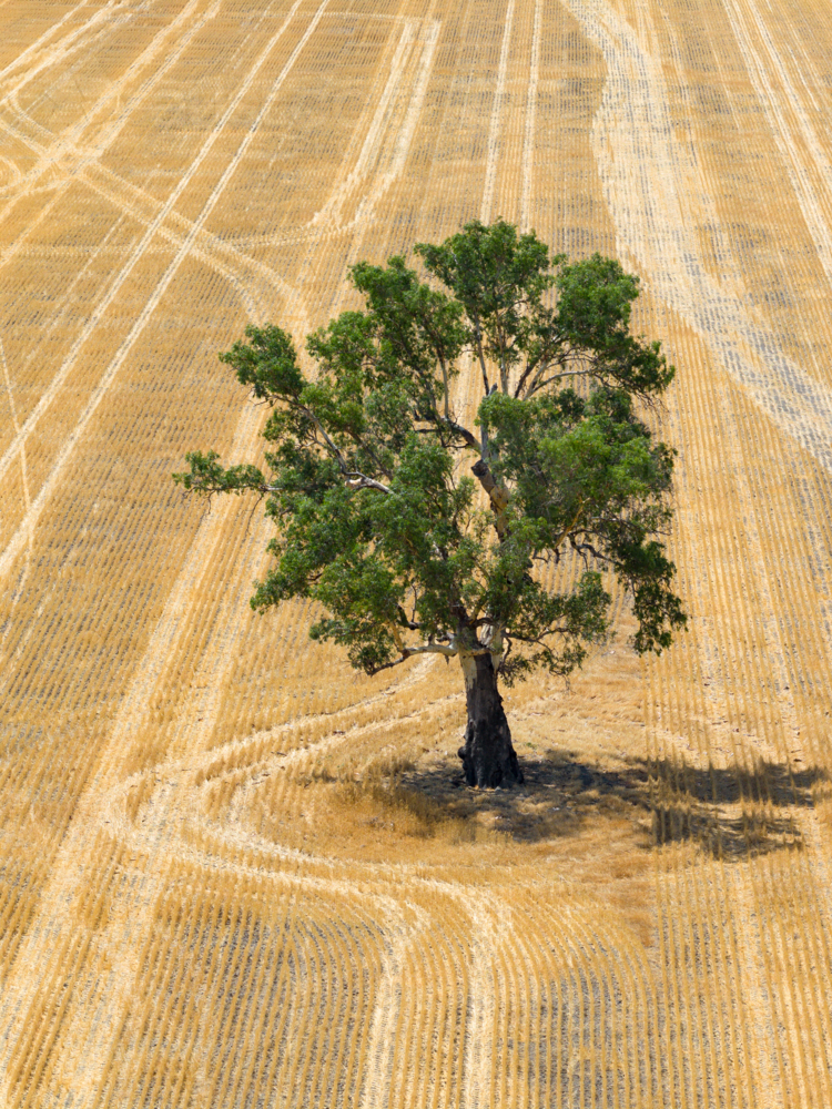 Aerial view of wheel tracks going around a single gum tree in the middle of a dry paddock - Australian Stock Image