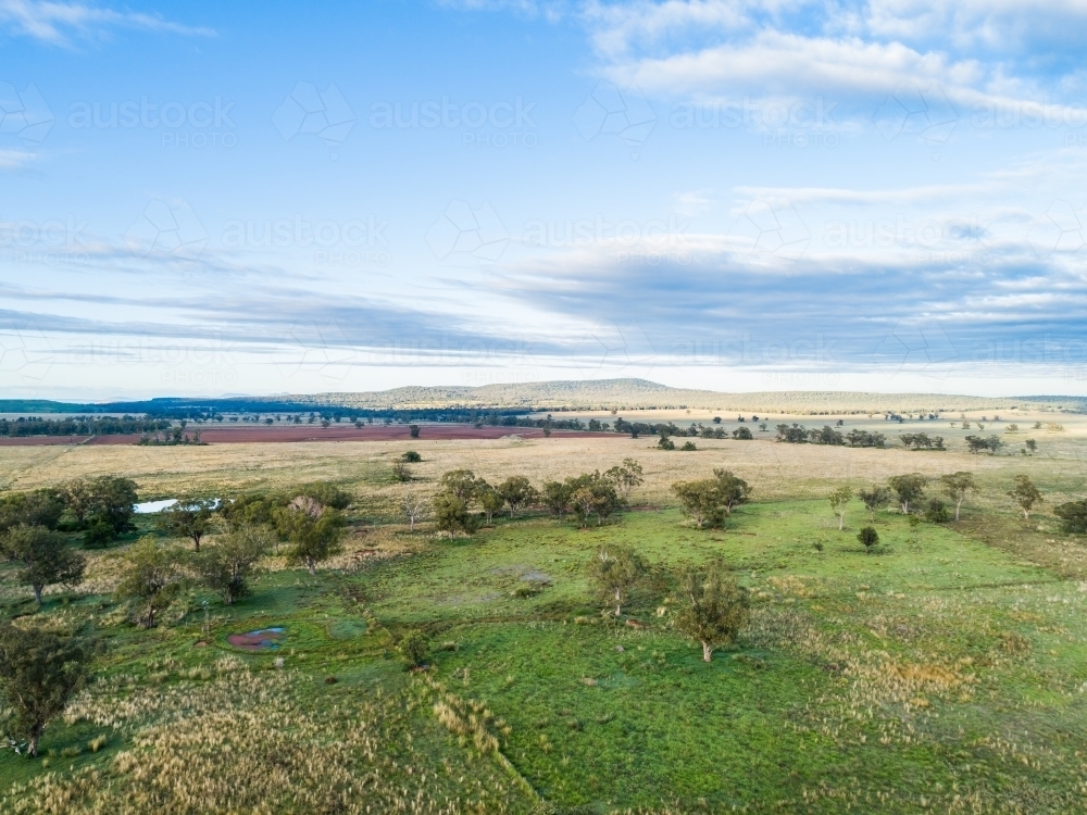 Fram Paddock Image of Aerial view over farm paddock landscape dotted with eucalyptus ...