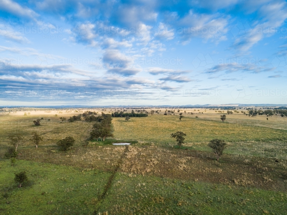 Fram Paddock Image of Aerial view over farm paddock landscape dotted with eucalyptus ...