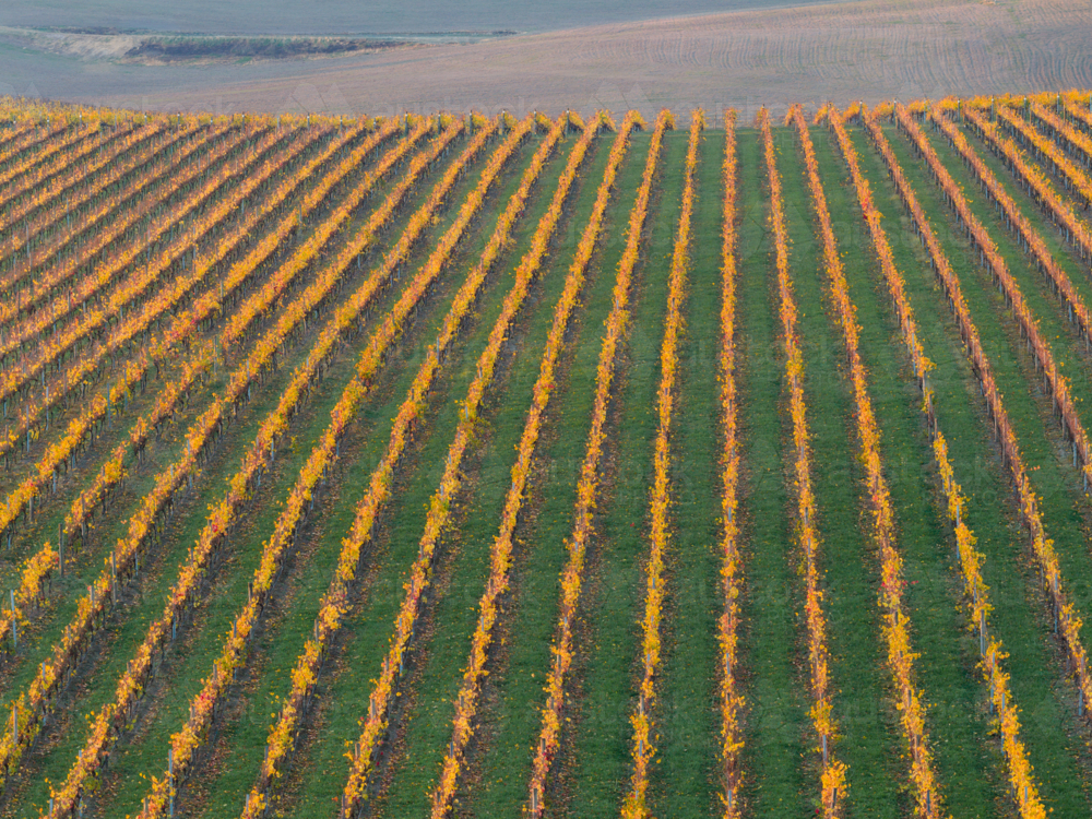 Aerial view over rows of grapevines with golden leaves in a hillside vineyard - Australian Stock Image