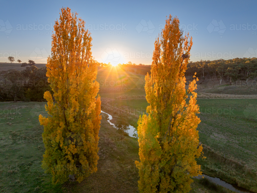 Aerial view  the Sun setting between two golden poplar trees on farmland - Australian Stock Image