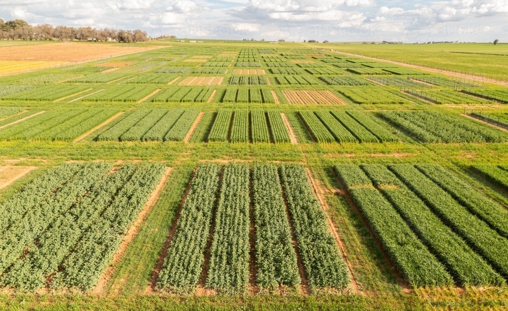 Aerial views of crop trials - Australian Stock Image