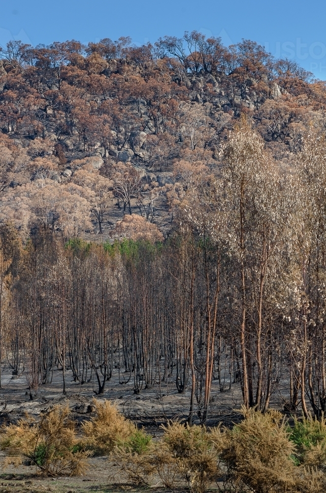 After the fire - Australian Stock Image