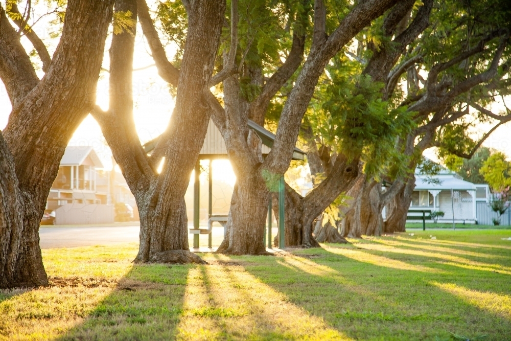 Afternoon golden light shining through old jacaranda trees at the edge of a park - Australian Stock Image
