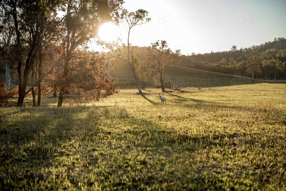 afternoon in a paddock - Australian Stock Image