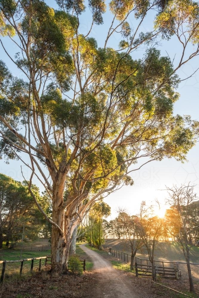 afternoon light on a dirt driveway on a rural property - Australian Stock Image