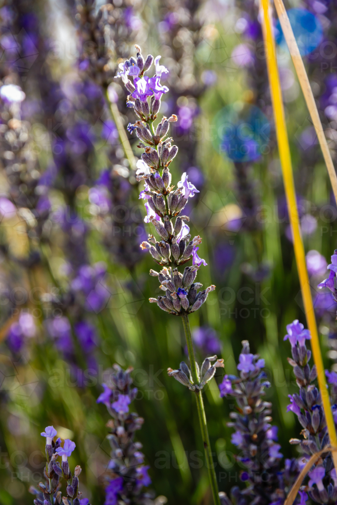 Afternoon light on purple lavender - Australian Stock Image