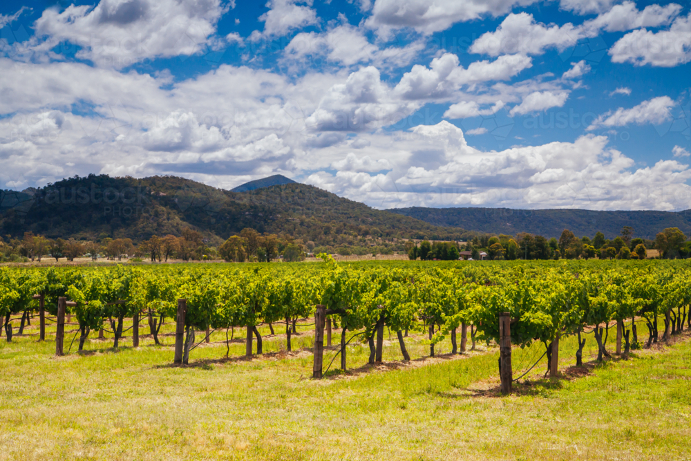 Image Of Afternoon Light Over Vineyards In The Hunter Valley New South 