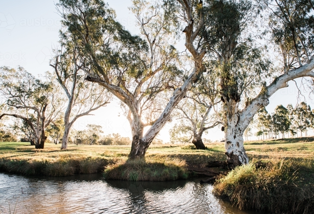 Afternoon light shines through eucalypts trees by a creek - Australian Stock Image