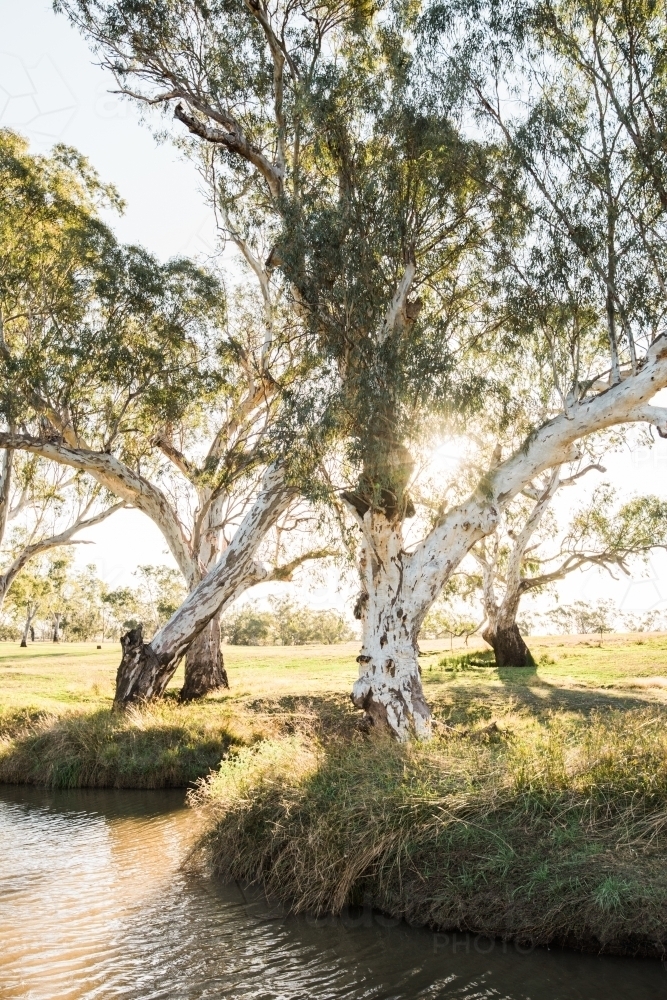Afternoon light shines through eucalypts trees by a creek - Australian Stock Image