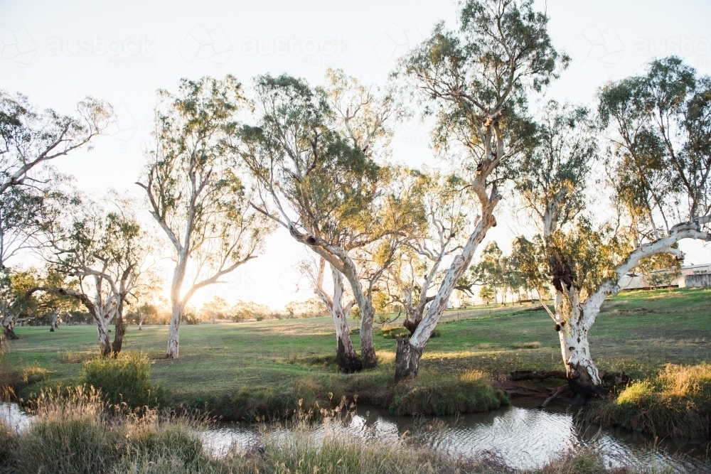 Afternoon light shines through eucalypts trees by a creek - Australian Stock Image