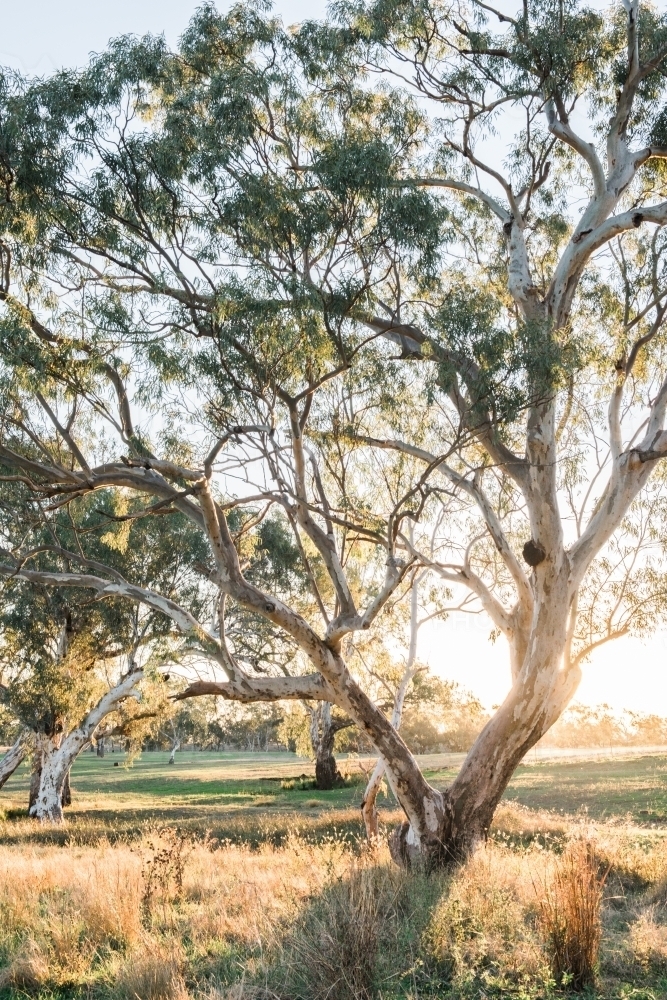 Afternoon light shines through eucalypts trees by a creek - Australian Stock Image