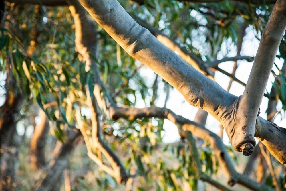 Afternoon light shining on low gum tree branch and leaves - Australian Stock Image