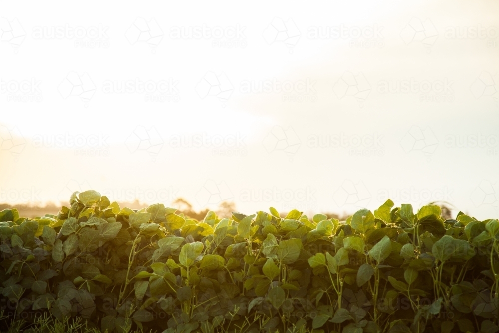 Afternoon light shining over bean plant crop in paddock - Australian Stock Image